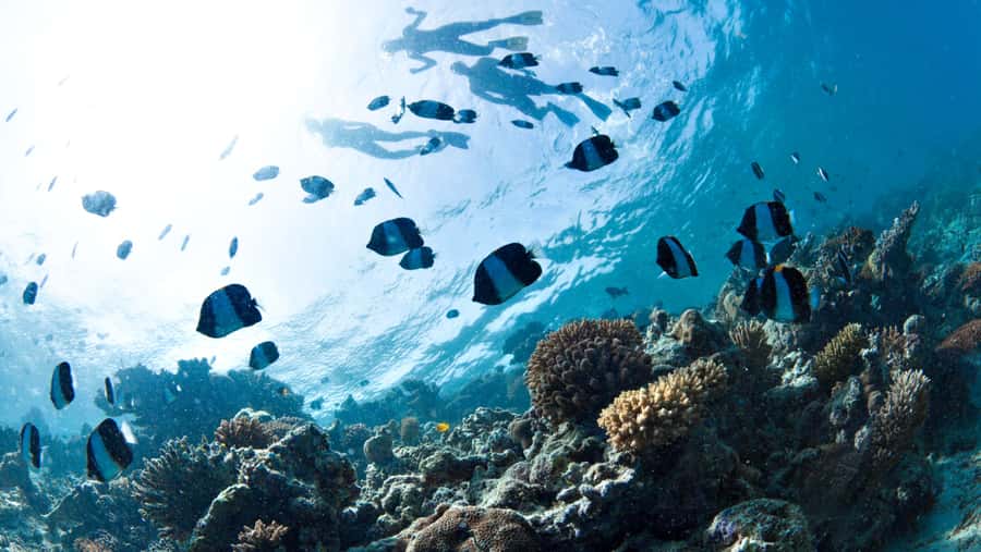 From Dubai: Discovery Scuba Diving & Snorkeling In Fujairah - The Boat Lesson Comes Before the Water