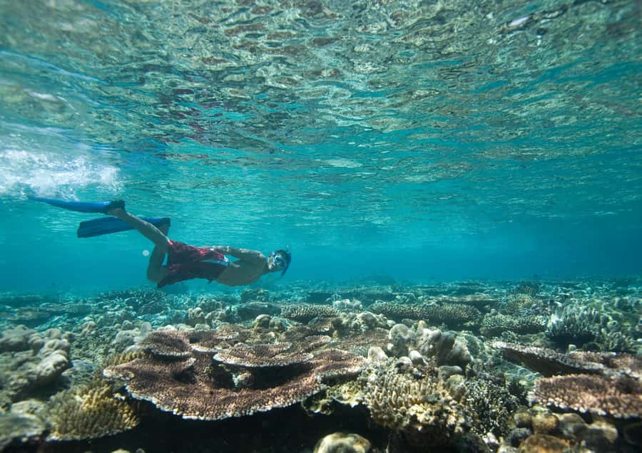 From Dubai: Discovery Scuba Diving & Snorkeling In Fujairah - Snorkeling Alongside Fish and Turtles