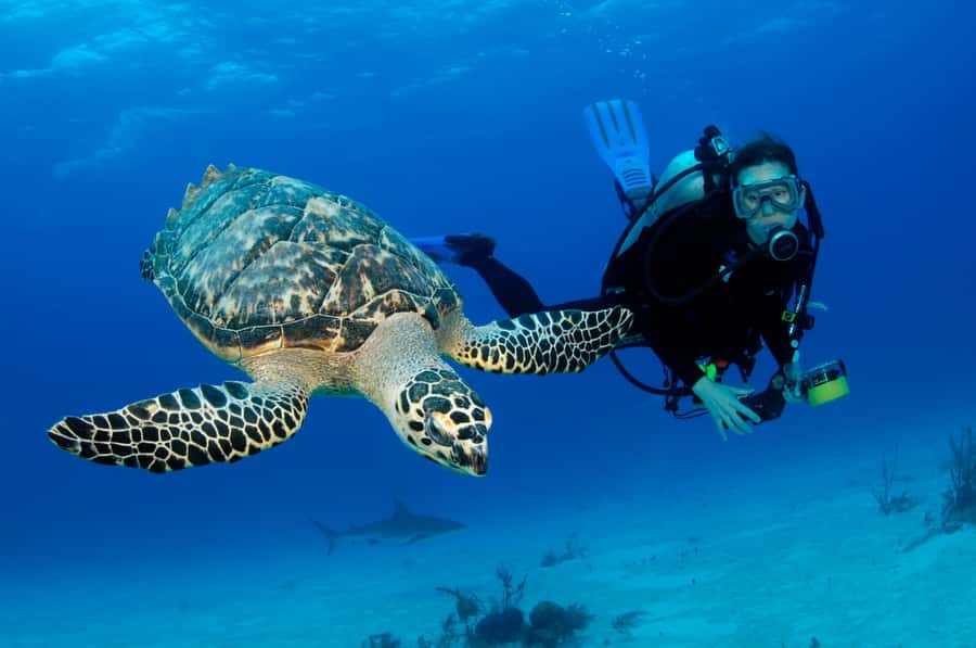 From Dubai: Fujairah Half-Day Scuba Dive and Snorkeling - The boat ride to Fujairah’s coral reefs