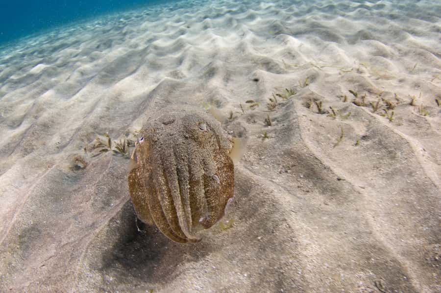 From Dubai: Fujairah Half-Day Scuba Dive and Snorkeling - What beginners do underwater