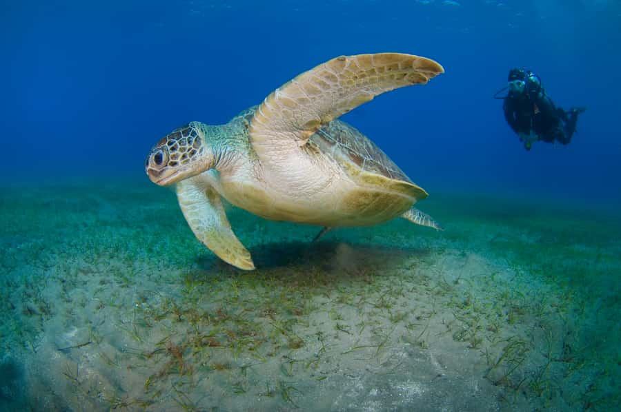From Dubai: Fujairah Half-Day Scuba Dive and Snorkeling - Timing your flight after the activity