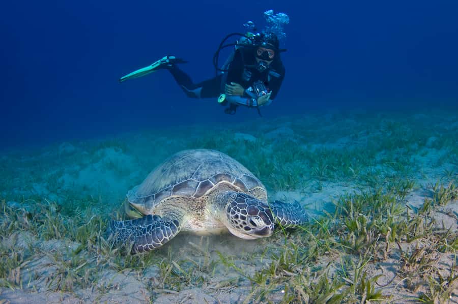 From Dubai: Fujairah Half-Day Scuba Dive and Snorkeling - Who will enjoy this most