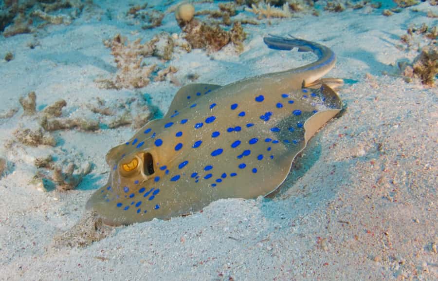 From Dubai: Fujairah Half-Day Scuba Dive and Snorkeling - Getting kitted out at the Fujairah base