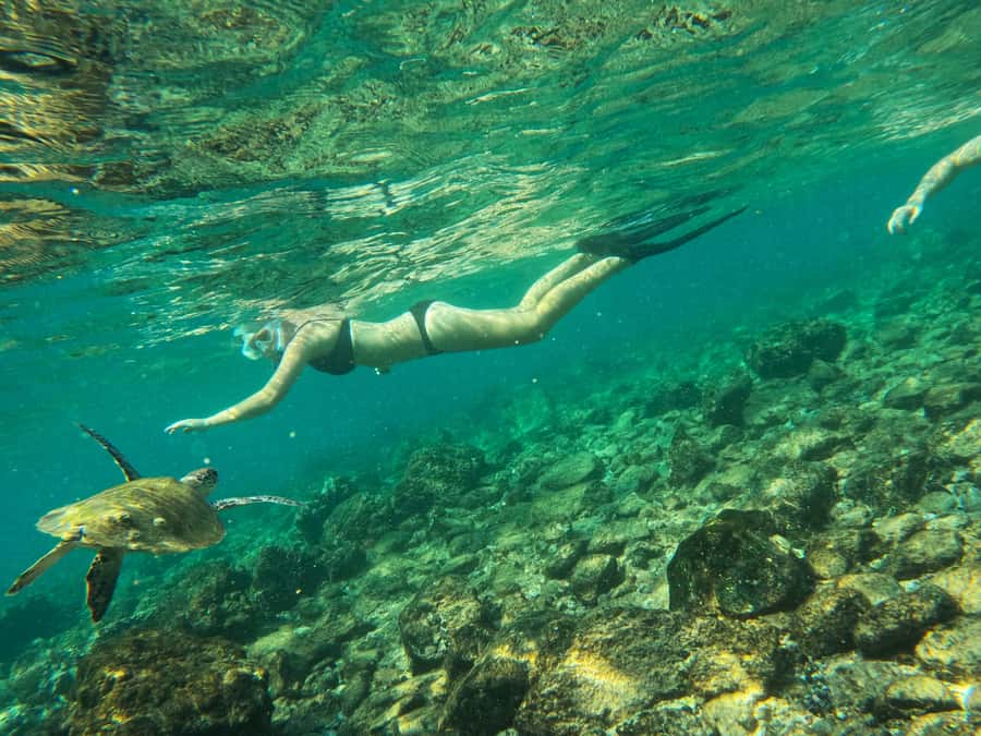From Dubai: Fujairah Snorkeling with Turtles, Transfer & BBQ - Key points before you book