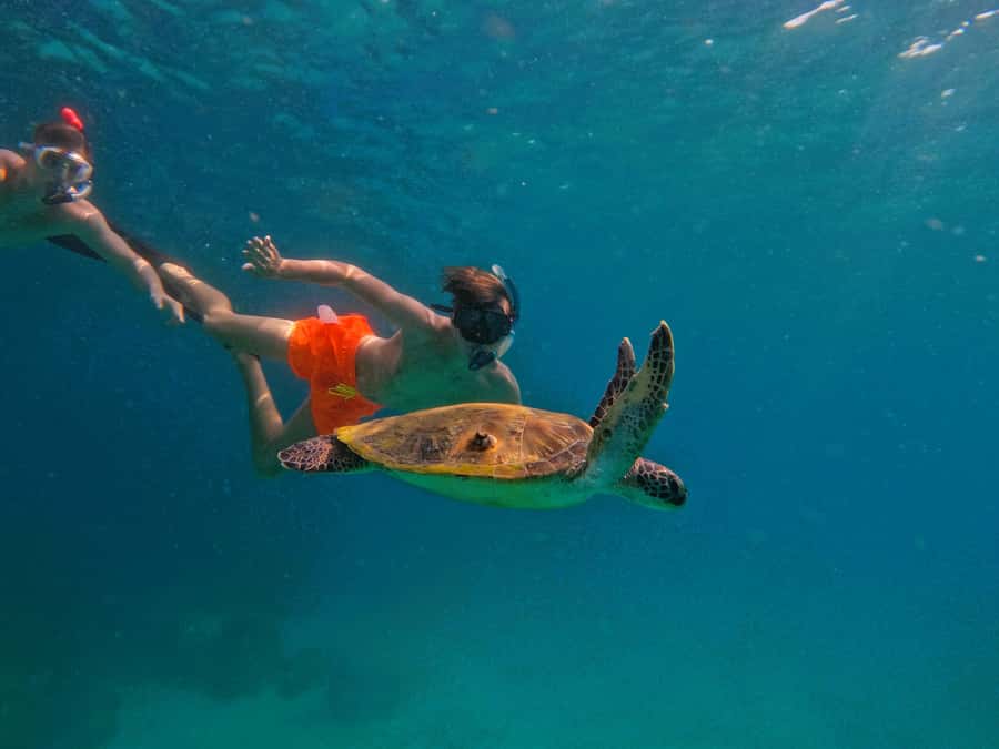From Dubai: Fujairah Snorkeling with Turtles, Transfer & BBQ - Sharm Rocks and the value of a second stop