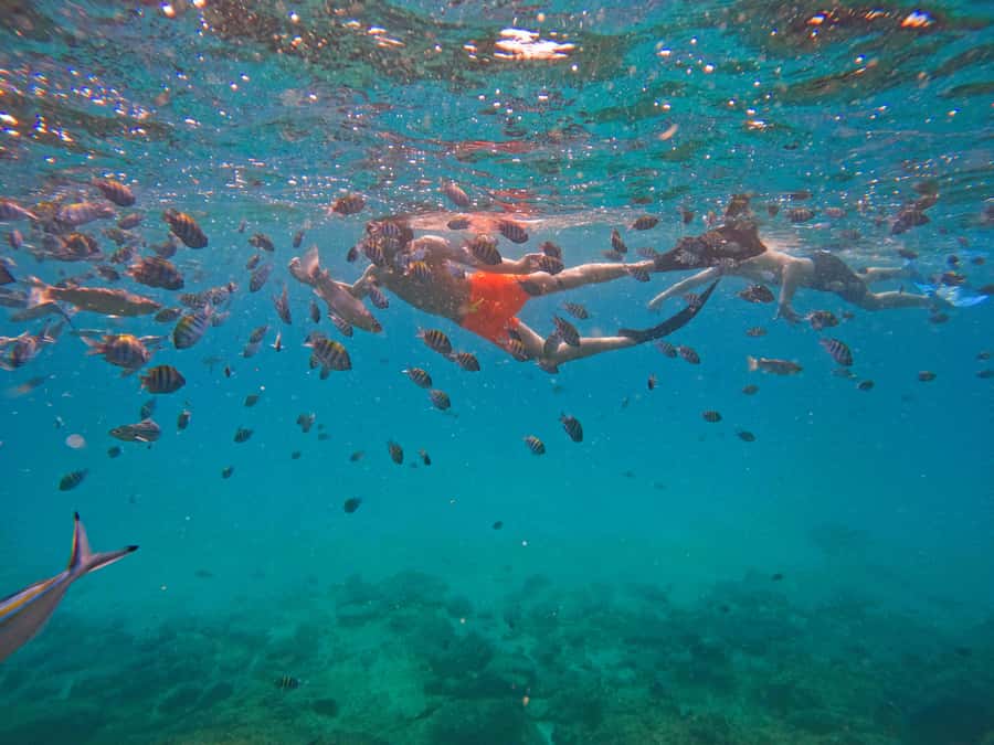 From Dubai: Fujairah Snorkeling with Turtles, Transfer & BBQ - What the $135 price includes