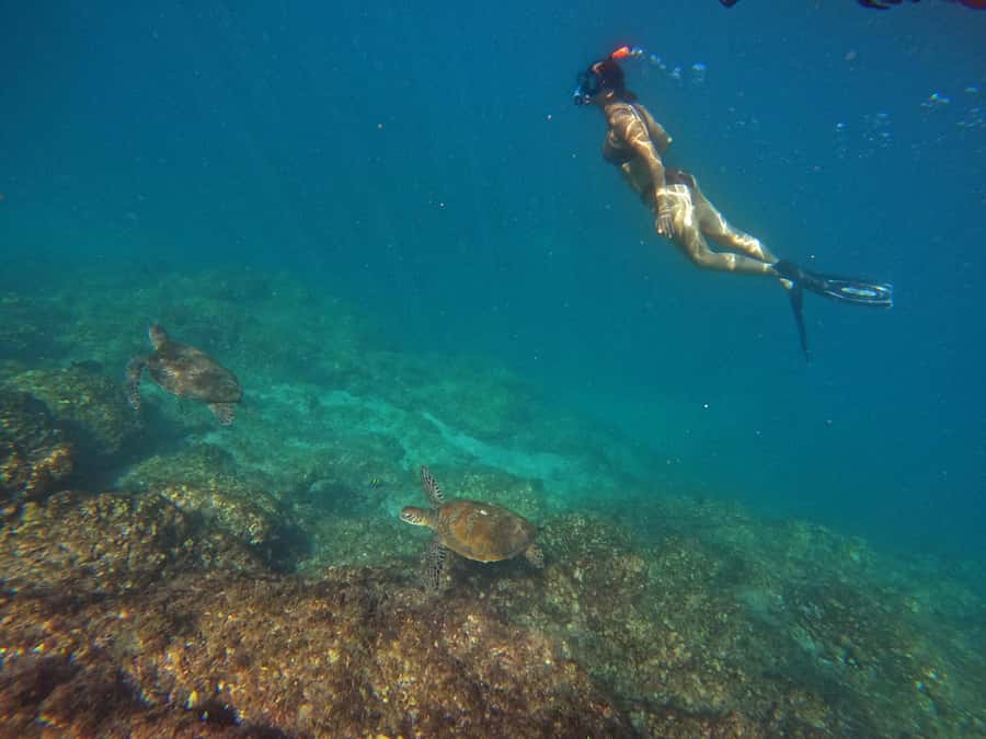 From Dubai: Fujairah Snorkeling with Turtles, Transfer & BBQ - Snoopy Island: the likely first look underwater