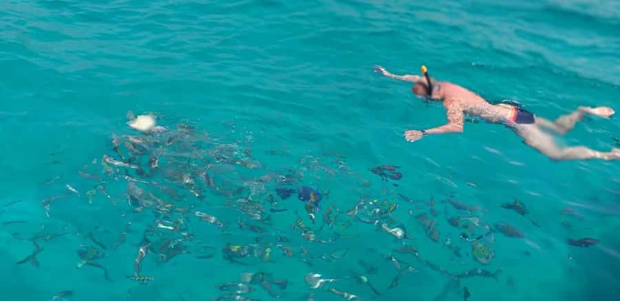 From Dubai to Norway of Arabia|Telegraph Island| Dhow Cruise - Timing, comfort, and who should book