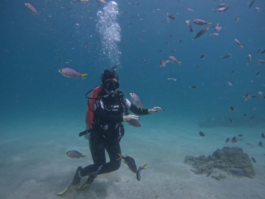 From Dubai: Try Scuba Diving, Snorkeling with BBQ & Transfer - Why Fujairah is the right place for a first underwater session