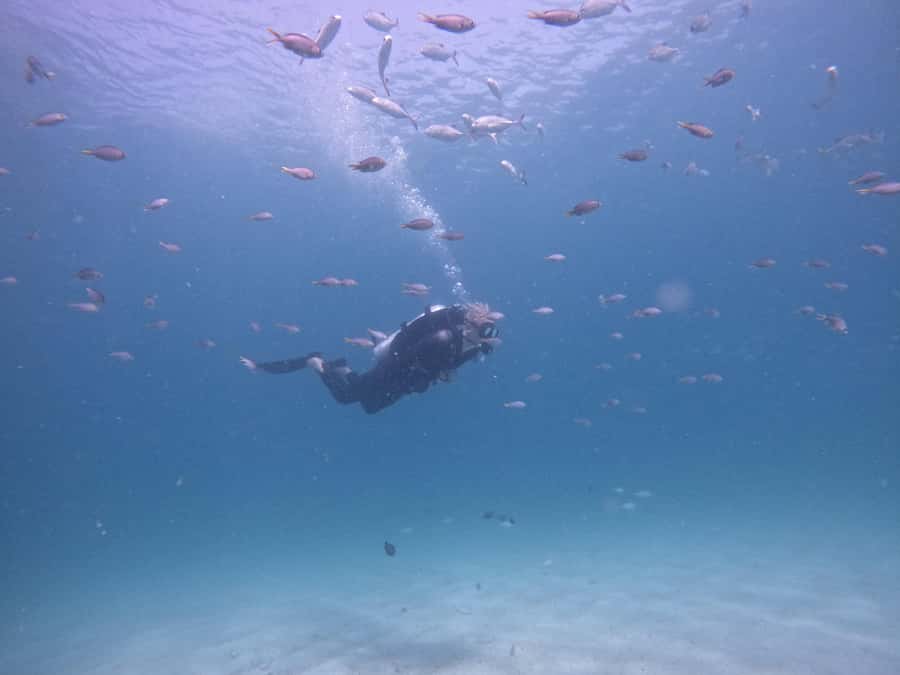 From Dubai: Try Scuba Diving, Snorkeling with BBQ & Transfer - Snoopy Island and the first sea session