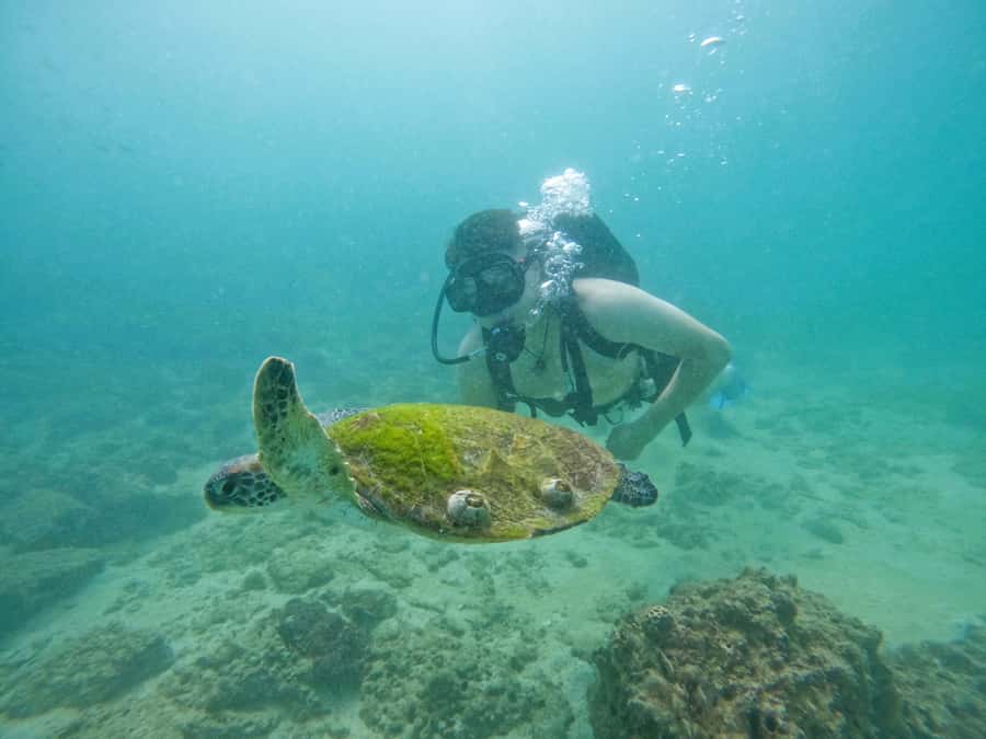 From Dubai: Try Scuba Diving, Snorkeling with BBQ & Transfer - BBQ lunch at Reef Oasis
