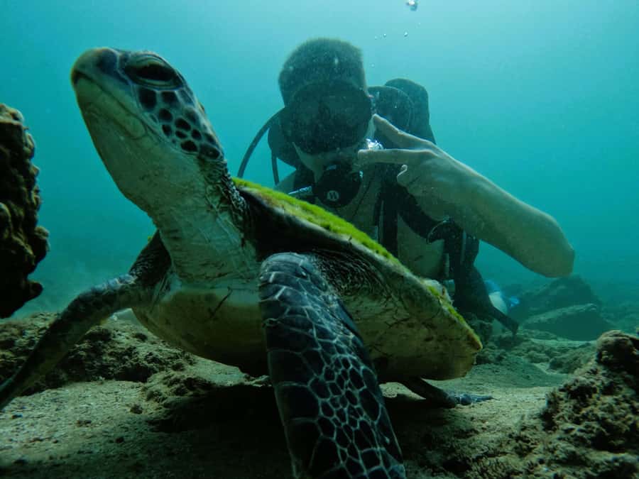 From Dubai: Try Scuba Diving, Snorkeling with BBQ & Transfer - Who will enjoy this day most