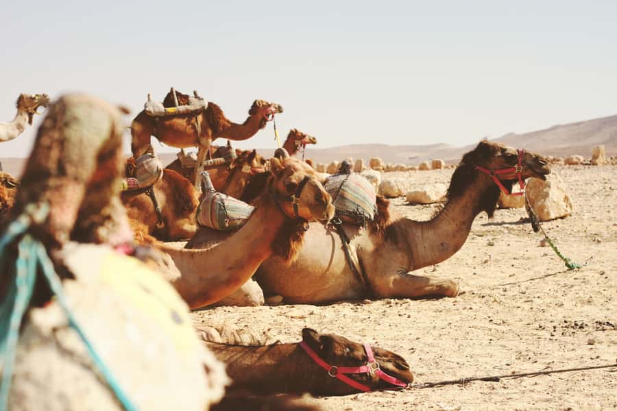 From Jerusalem: Bethlehem, Jericho & Qasr al-Yahud - Food, shopping, and the value of $125