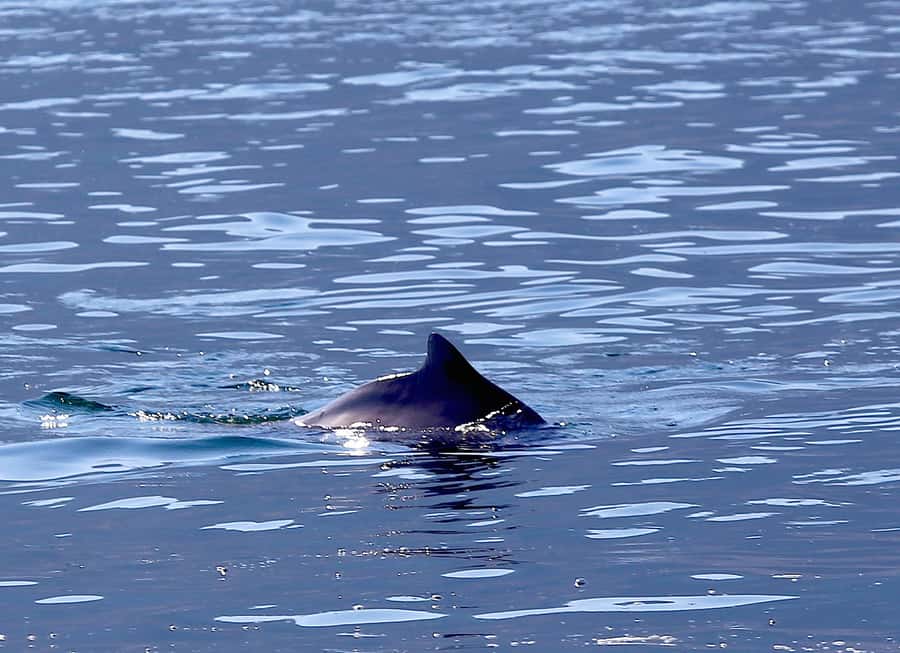 From Khasab: Fjords of Musandam Dhow Cruise & Buffet Lunch - Why the Musandam fjords are worth seeing from a dhow