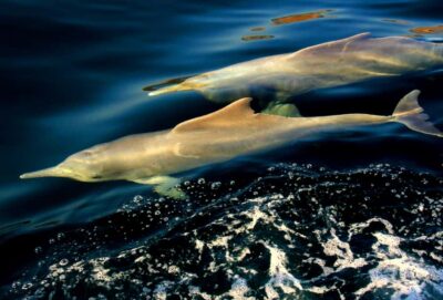 Fjords of Musandam Dhow Cruise & Buffet Lunch