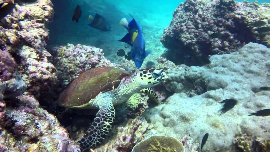 From Muscat: Dimaniyat Islands Snorkeling Tour - First snorkeling stop: the best chance for marine life