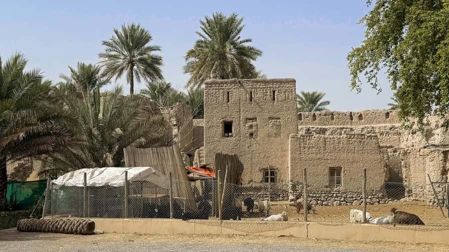 From Muscat: Nizwa and Jebel Akhdar Tour with Lunch - Should you book this Nizwa and Jebel Akhdar tour?