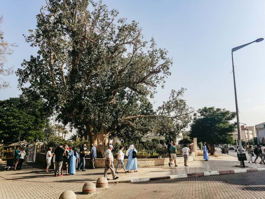 Jerusalem/Tel Aviv: Bethlehem, Jericho and Jordan River Tour - Zacchaeus’s Tree and Elijah Spring