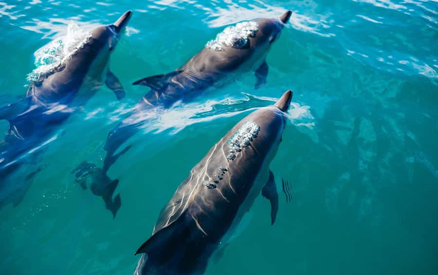 Khasab: Dolphin Watching Day Tour with Snorkeling & Lunch - Finding dolphins without chasing a guarantee