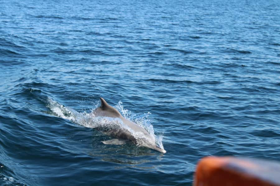 Khasab: Half-Day Dhow Cruise, Dolphin Watching, & Snorkeling - Cruising by decorated Omani dhow