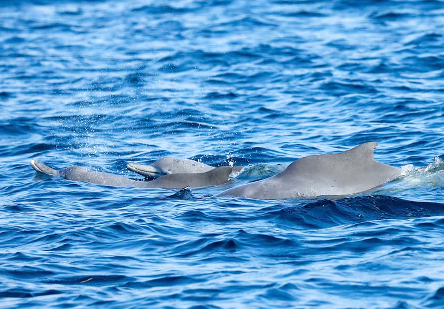Khasab: Half-Day Dhow Cruise with Dolphin Watching - Telegraph Island and the 40-minute swim