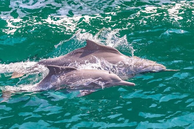 Khasab Musandam Full Day dhow cruise with lunch and Snorkeling - Sailing Khor Sham on a wooden dhow