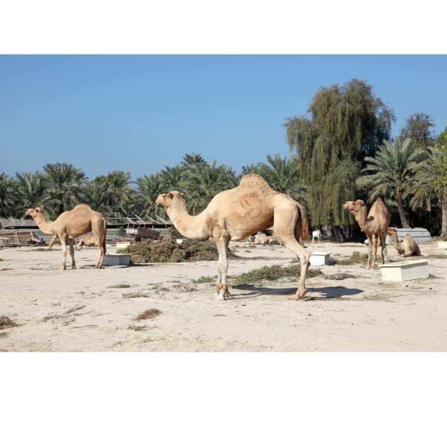 Manama: Bahrain City and Desert Tour with Transfers - Al Fateh Grand Mosque and Islamic culture