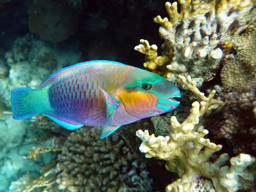Muscat: Daymaniat Islands Snorkeling Tour with Refreshments - Is $72 fair for four hours?