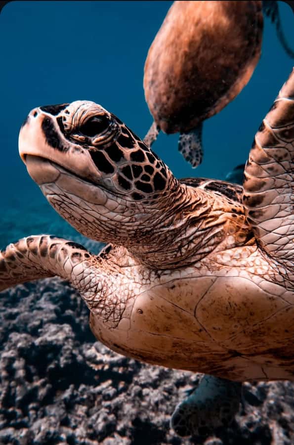 Muscat: Daymaniat Islands Snorkeling Tour with Refreshments - Why the Daymaniat Islands are worth your morning