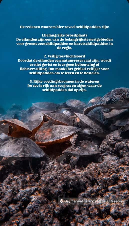 Muscat: Daymaniat Islands Snorkeling Tour with Refreshments - The first swim, where turtles usually steal the show