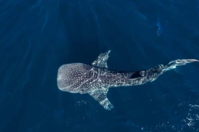 Daymaniat Islands Snorkeling Tour with Refreshments