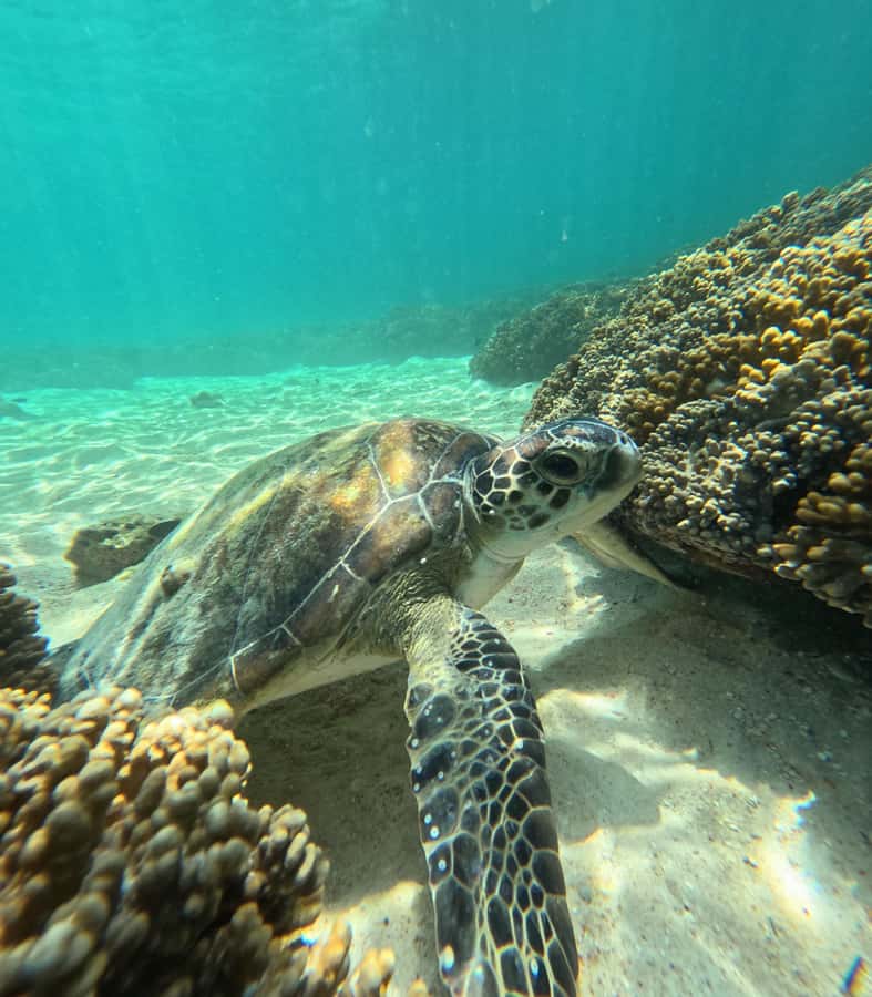 Muscat: Daymaniat Islands Snorkeling Tour with Refreshments - The second site, coral, rays, eels, and possible sharks