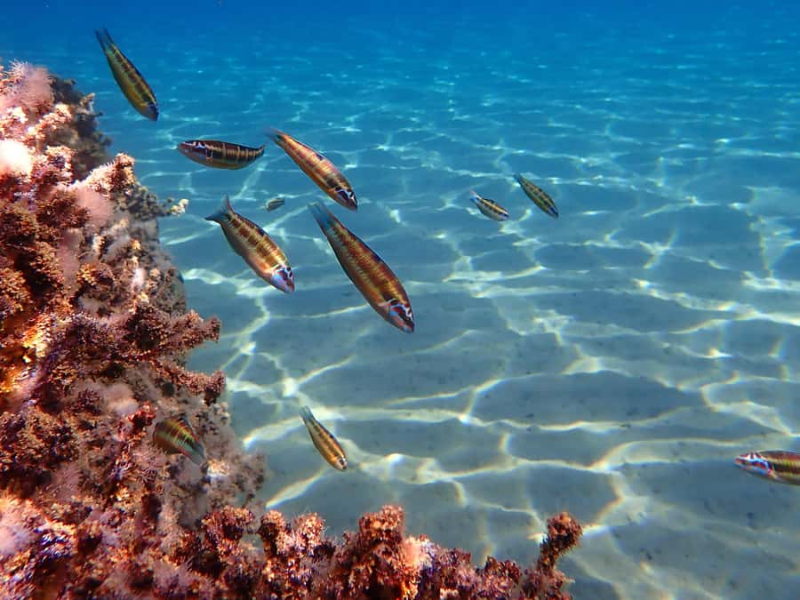 Muscat: Daymaniat Islands Snorkeling Tour with Refreshments - Seasonal beach access and the rules that protect the islands