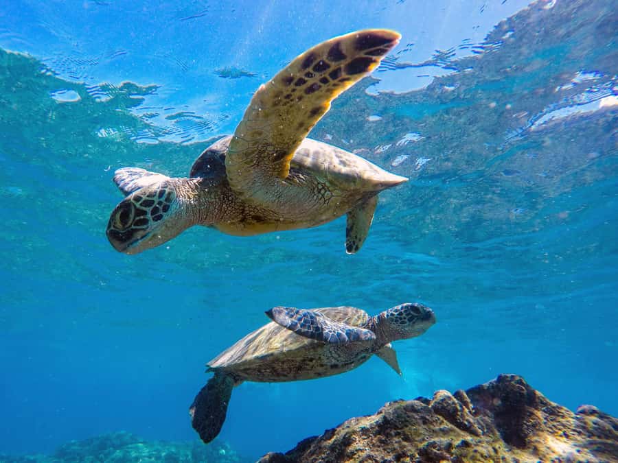 Muscat: Daymaniat Islands Snorkeling Tour with Refreshments - Whale sharks, turtles, and what you may actually see