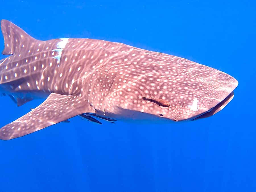 Muscat: Daymaniat Islands Snorkeling Tour with Refreshments - How the guides shape the day