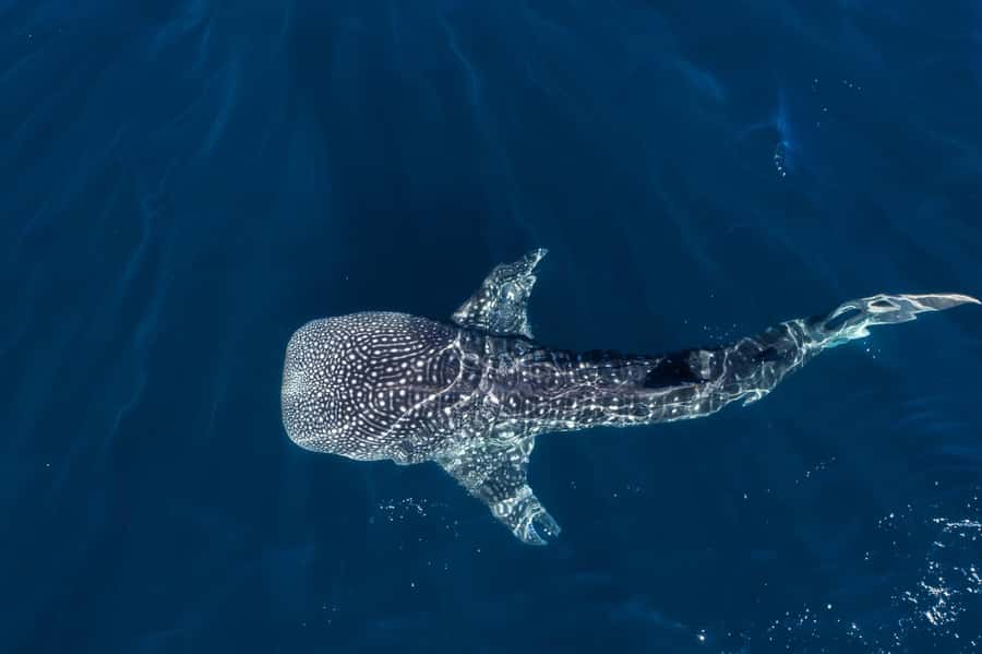 Muscat: Daymaniat Islands Snorkeling Tour with Refreshments - Meeting at Seeb Port before the 8:30 am departure
