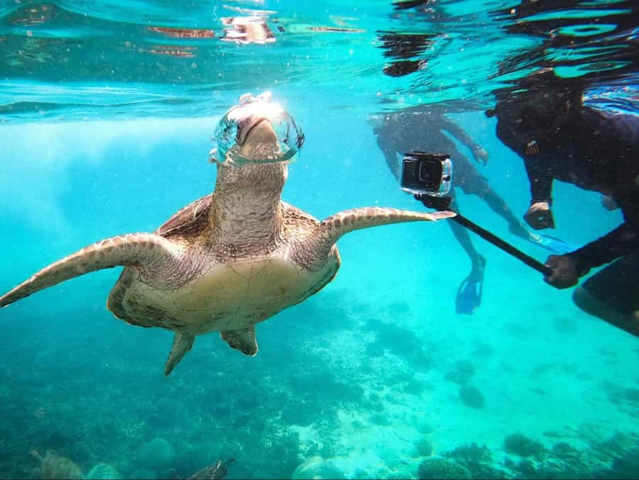 Muscat: Daymaniat Islands Snorkeling Trip with Brunch - First snorkeling stops: turtles, fish, and coral
