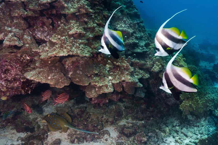 Muscat: Daymaniyat Islands Snorkeling Trip with BBQ Lunch - The fast ride out to the reserve