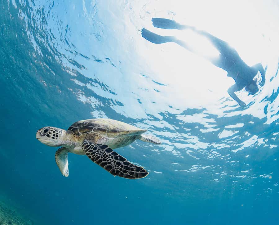 Muscat: Daymaniyat Islands Snorkeling Trip with BBQ Lunch - What the $70 price really includes