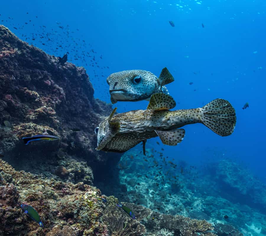 Muscat: Daymaniyat Islands Snorkeling Trip with BBQ Lunch - Who will enjoy this trip most