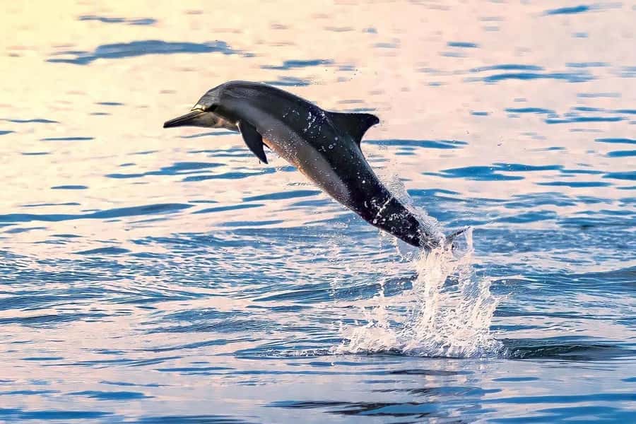 Muscat: Dolphin Watch & Snorkel Excursion - Why the dolphin and snorkel combination works