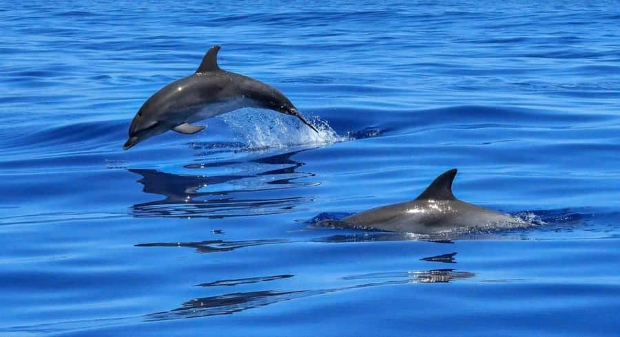Muscat: Dolphin Watch & Snorkel Excursion - Leaving Marina Bandar Al Rowdha near Al Bustan Palace