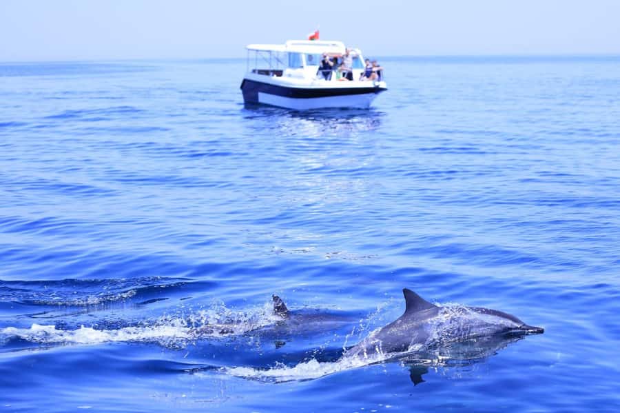 Muscat: Dolphin Watch & Snorkel Excursion - Snorkeling among turtles, coral, and reef fish