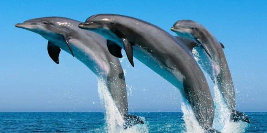 Muscat: Dolphin Watching Boat Tour - Dolphins, mountains, and open sea from Muscat