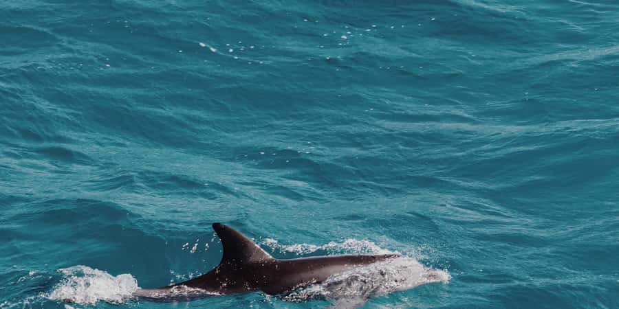 Muscat: Dolphin Watching Boat Tour - What the two-hour trip actually feels like