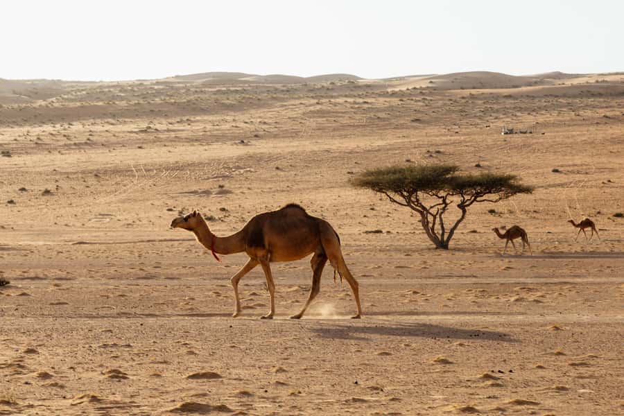 Muscat: Wadi Bani Khalid Oasis & Oman Desert Tour - Is this Muscat day trip worth booking?