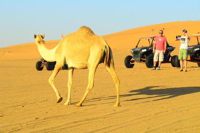 Ras Al Khaimah: Afternoon Desert Safari and BBQ Dinner - Tannora, belly dancing, and the night camp