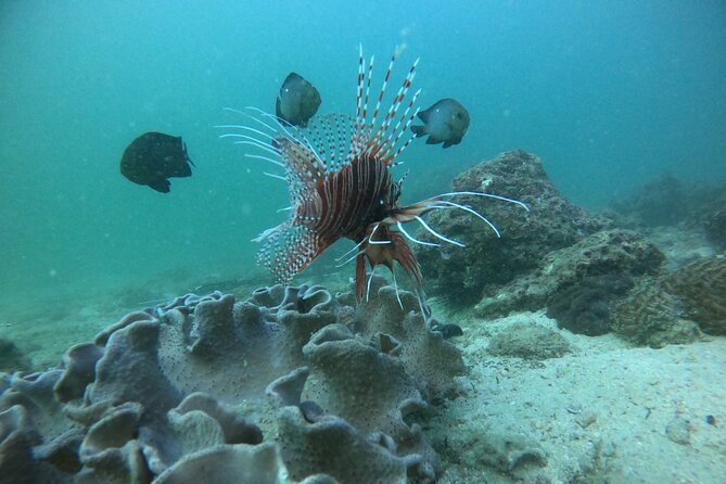 Snorkeling at Dimaniyat Islands and Dolphin Watching - Dolphin watching, with realistic expectations
