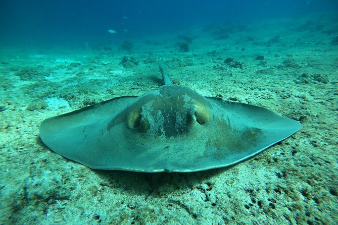Snorkeling at Dimaniyat Islands and Dolphin Watching - Passing Al Alam Palace on the way back