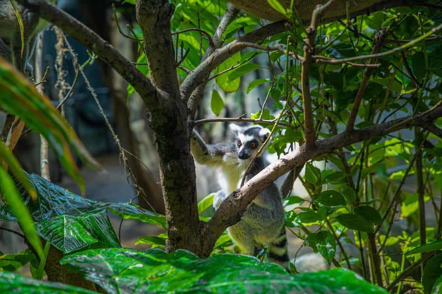 The Green Planet - Dubai's Unique Indoor Rainforest - Sloths, snakes, bats, and other close encounters